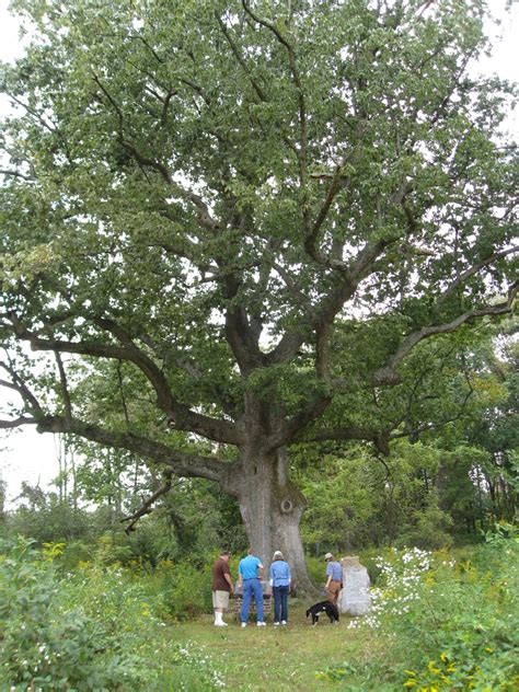 oak trees native to pennsylvania.